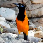 Birds Black and Orange Species,Lifespan,Wingspan