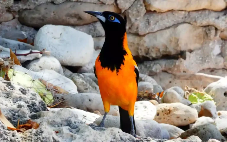 20 Birds Black and Orange:(ID &PIC)