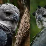 20 Most Interesting Birds in the World A Fascinating Look