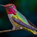 Hummingbirds:30 Amazing Fun Facts