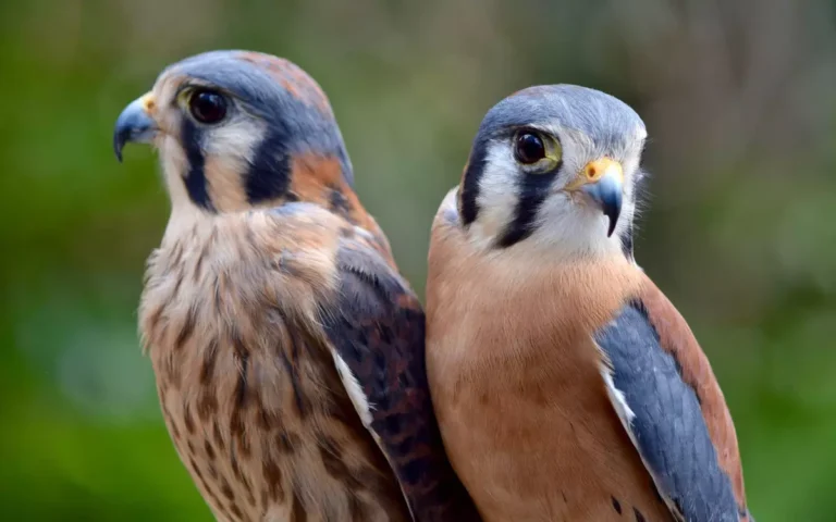 Examining the South Carolina Falcons: Photos,Call