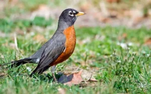 American Robin
