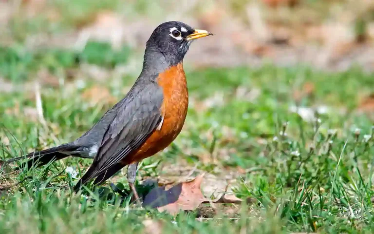 American Robin
