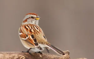 American Tree Sparrow