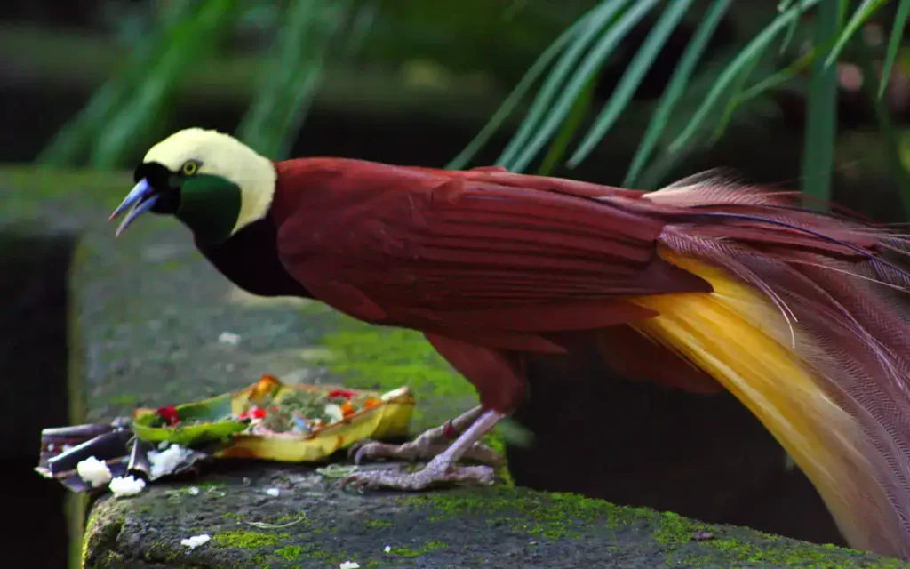 Bali Bird of Paradise