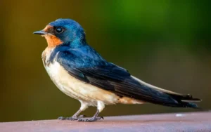 Barn Swallow