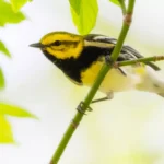 Black-throated-Green-Warbler