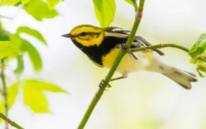 Black-throated-Green-Warbler