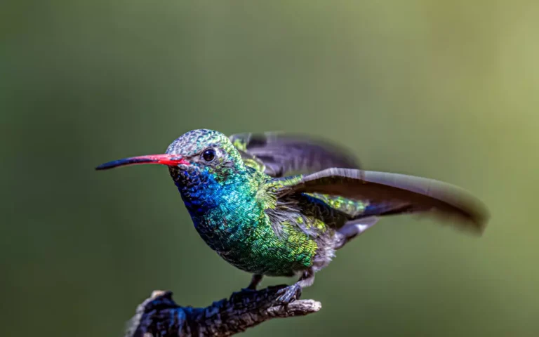 10 Hummingbirds of South Carolina: A complete Guide