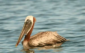 Brown Pelican