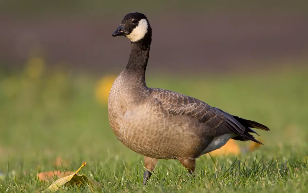 Cackling-Goose