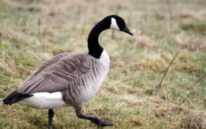 Canada Goose