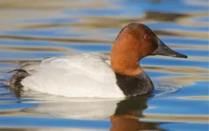 Canvasback