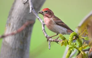Cassins Finch