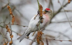Common Redpoll