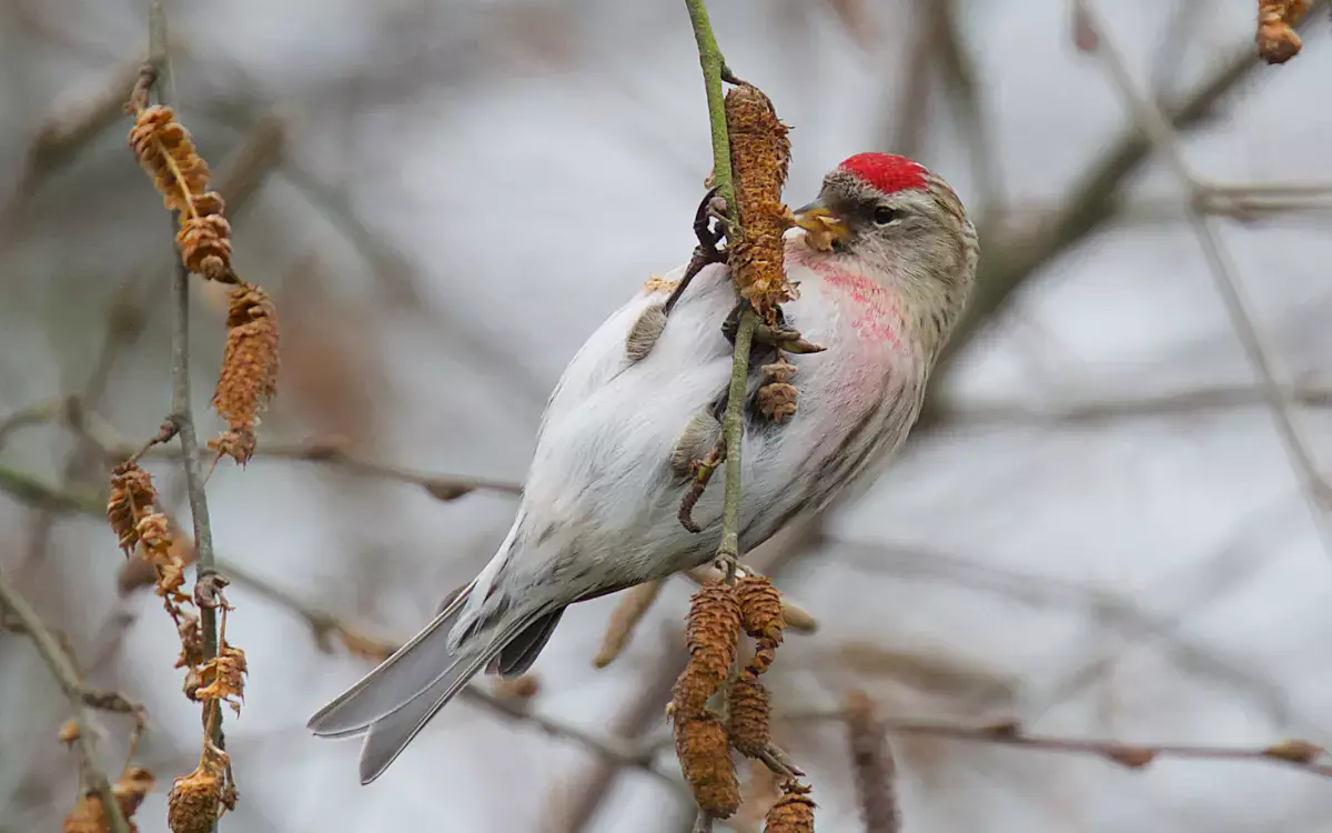 Common Redpoll