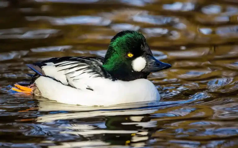 22 Illinois Ducks: Discover Unique Duck Varieties