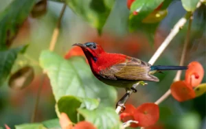 Crimson-Sunbird