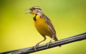 Eastern Meadowlark