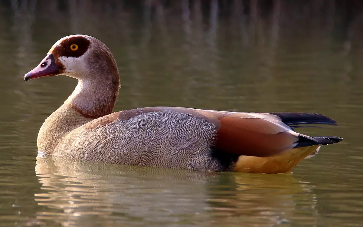 Egyptian-Goose