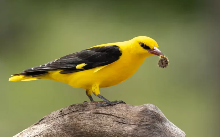 Oriole Bird Symbolism & Meaning: Spiritual, Biblical, and More