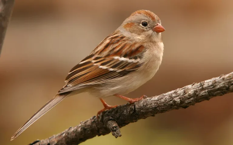 25 Sparrows Of Texas With Info & Photo