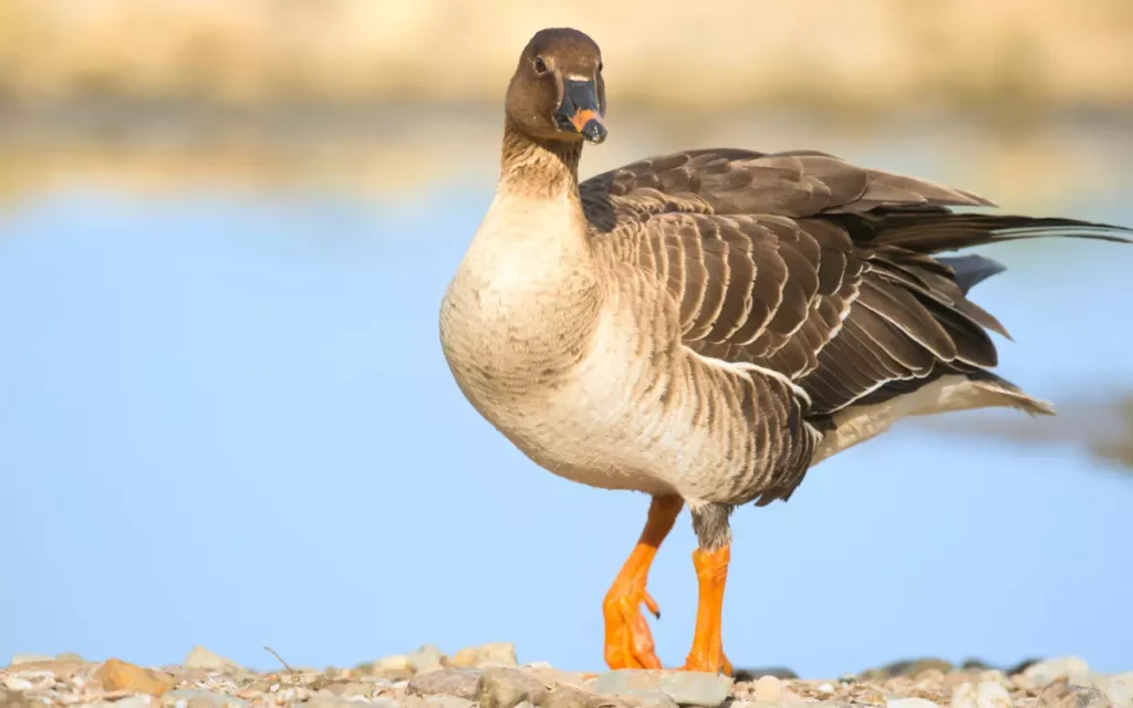 Greater-White-fronted-Goose-1