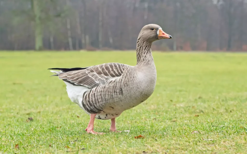 Greylag-Goose