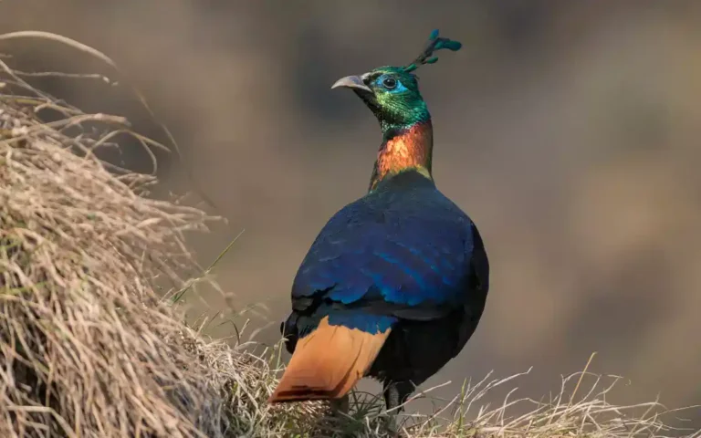 Himalayan Monal