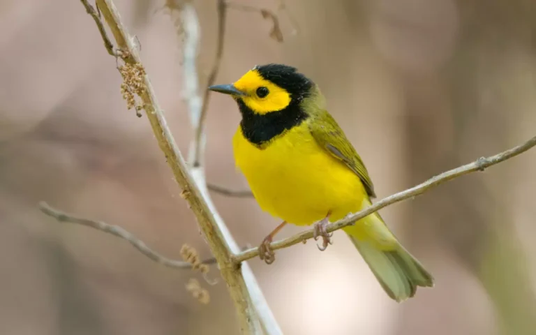 18 Famous Yellow Birds in Arizona