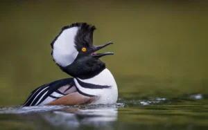 Hooded-merganser