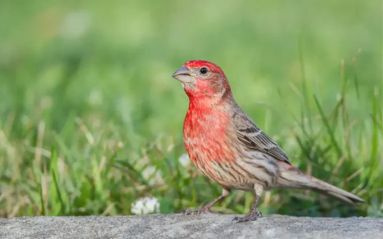 Meaning of House Finch : Spiritual Symbolism