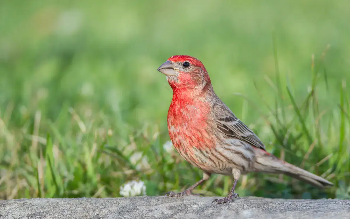 House Finch