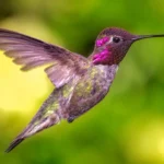 Hummingbirds: Everything You Need to Know!