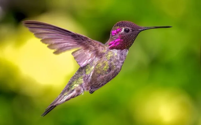 50 Hummingbirds Species: An In-Depth Guide
