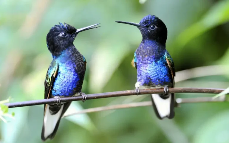8 Hummingbirds Facts you should know