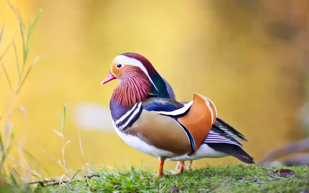 Mandarin-Duck