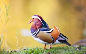 Mandarin-Duck