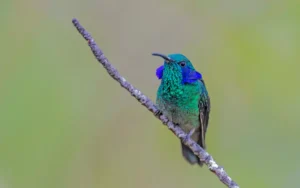 Mexican Violetear