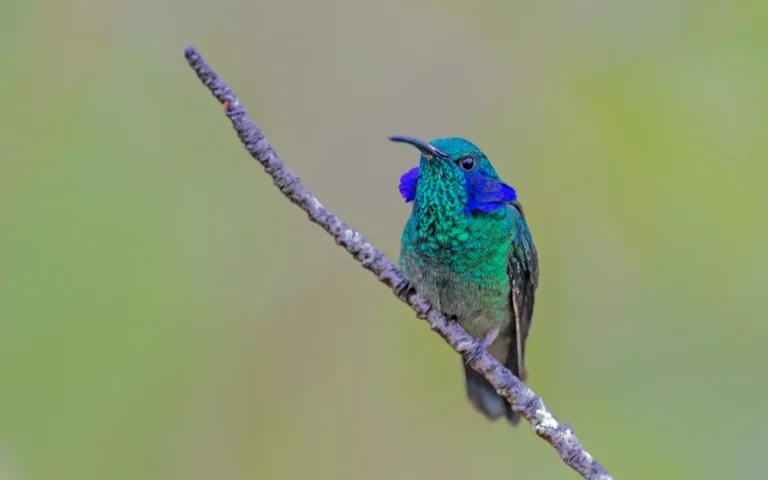 6 Species of Hummingbirds in illinois:Picture,call