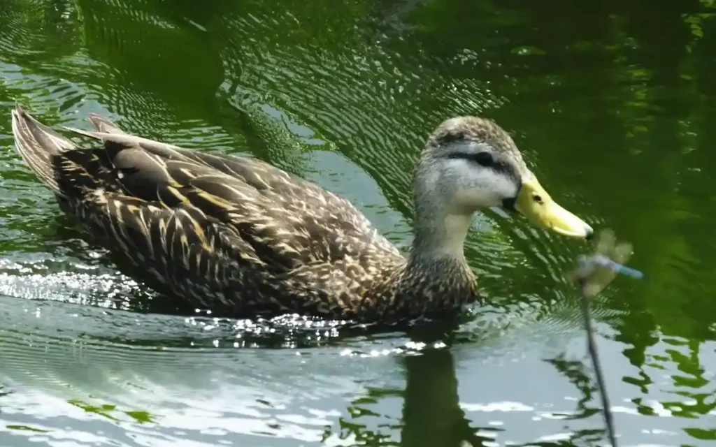 Mottled-duck