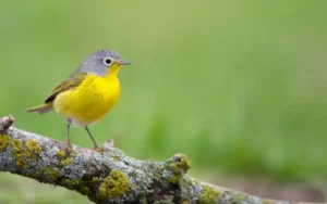 Nashville Warbler