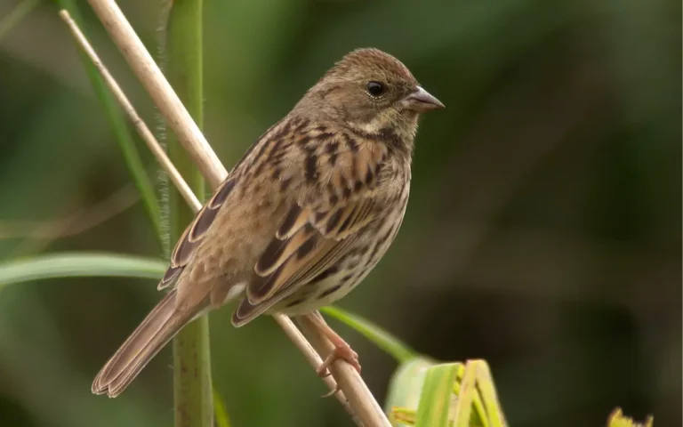 26 Species of Sparrows in California You can see