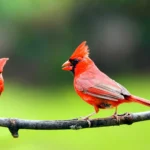 Northern-Cardinal Wyoming