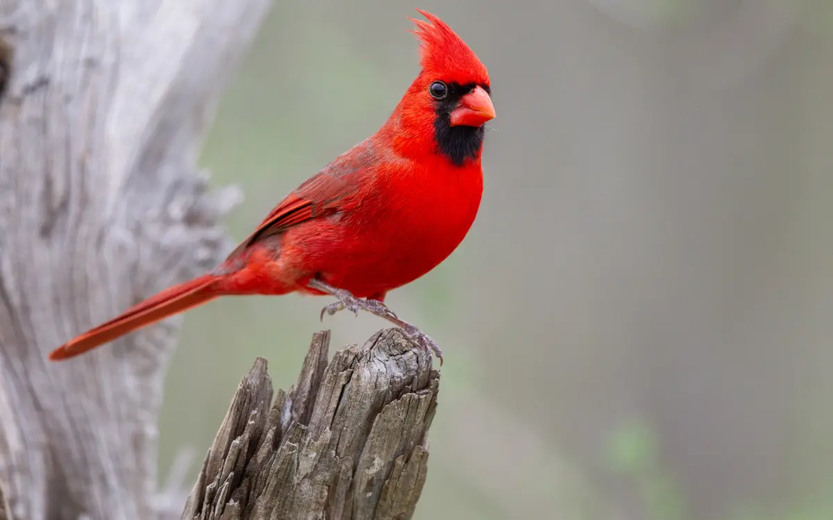 Northern Cardinal