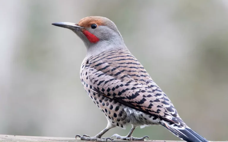 8 Woodpeckers of South Carolina (Photo,info)