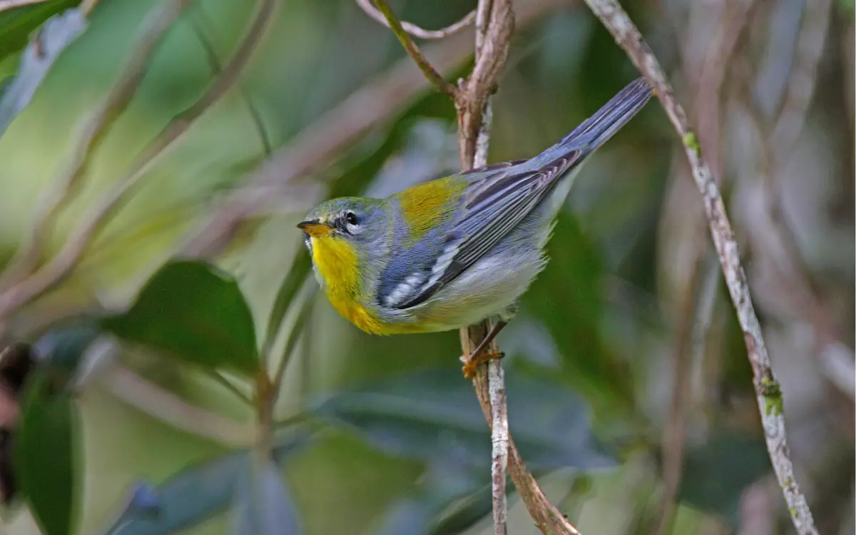 Northern Parula