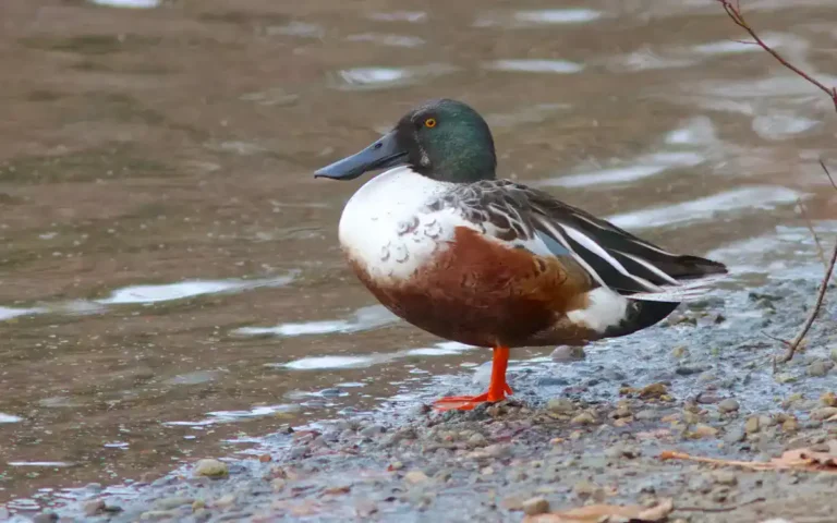 14 Ducks found in Louisiana with IDs and photos