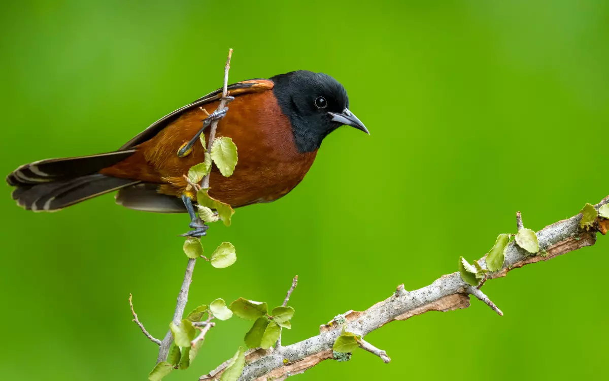 Orchard Oriole