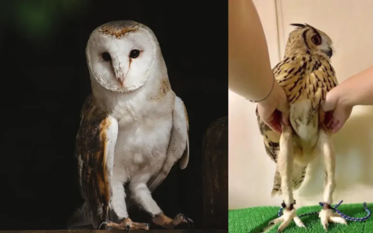 Owl Legs: interesting Facts About